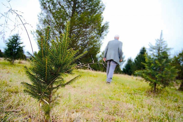 Christmas Tree Farmer Fights TreeKilling Fungus Business