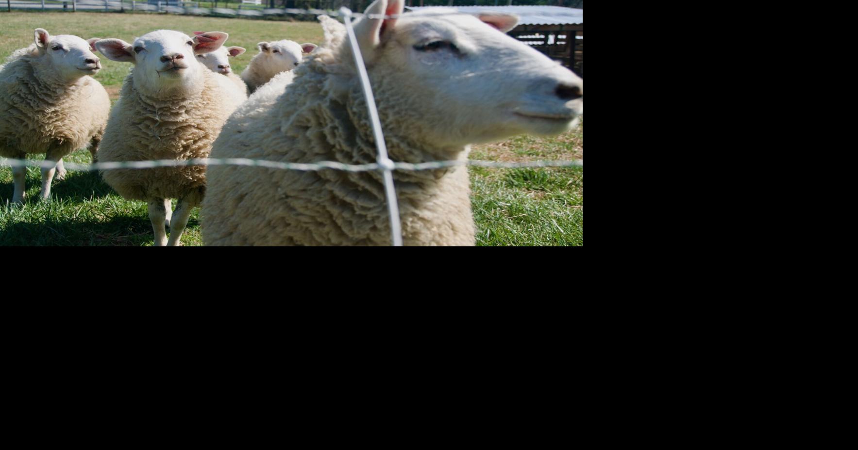 Loudoun Farmers Eye Worker Housing, Processing Sites in Zoning Update