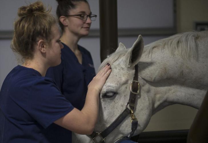 Not Just a Horse Hospital Equine Medical Center at the Forefront of