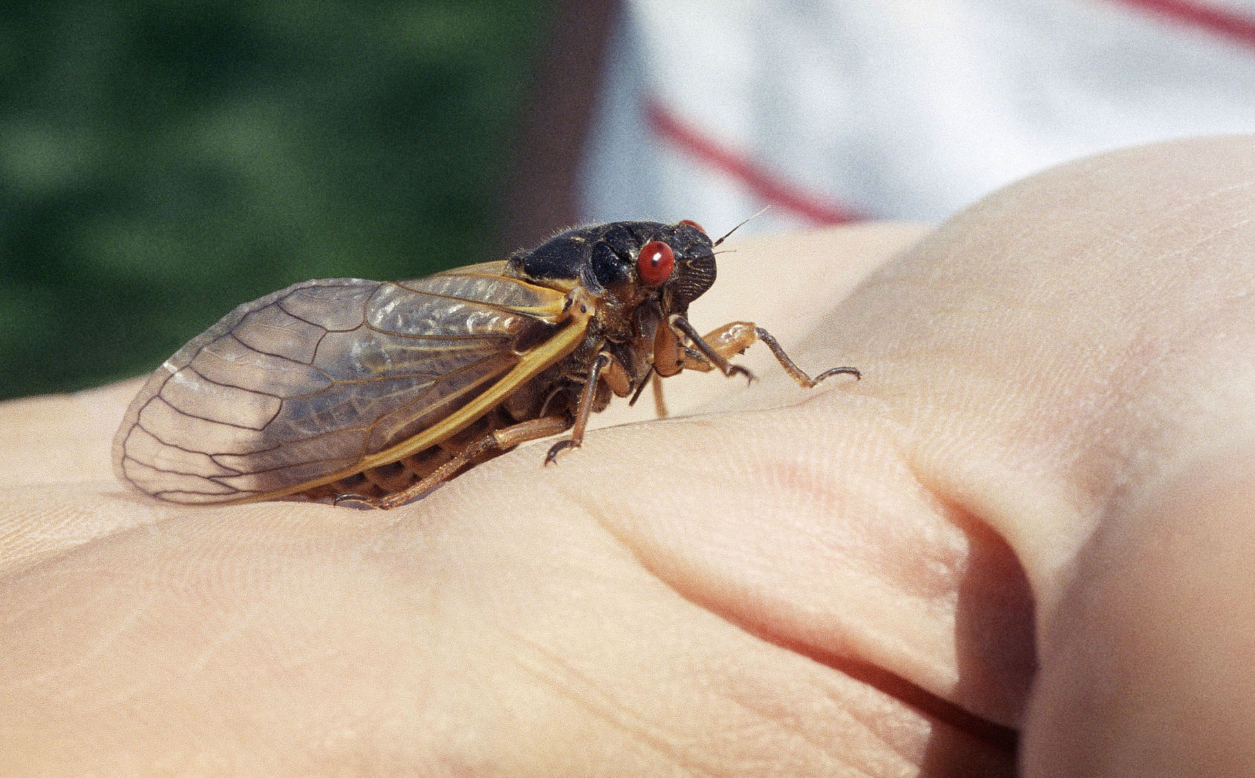 cicada bugs 2021