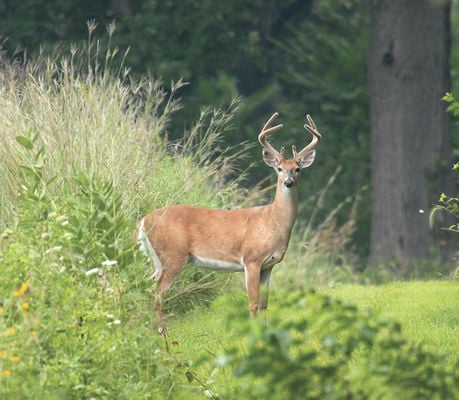 Oh deer: Just too many in NW Indiana