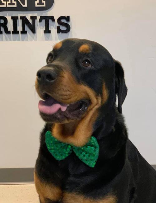 Big dogs among special guests at Artisan Market