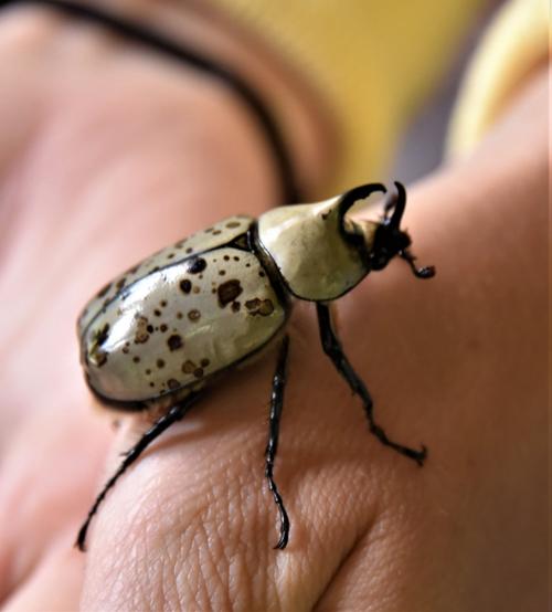 Meet insects close-up at Friendship Gardens