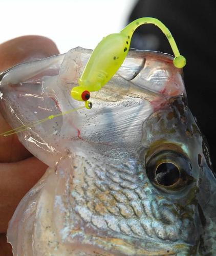 Take Your Best Shot: Dock shooting tactic puts crappie baits where