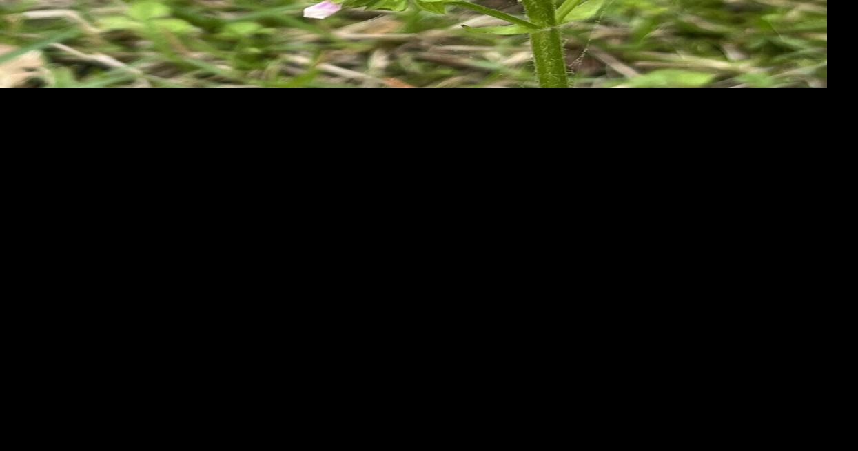 ANGELINA MASTER GARDENERS: Spring wildflowers | Community News ...