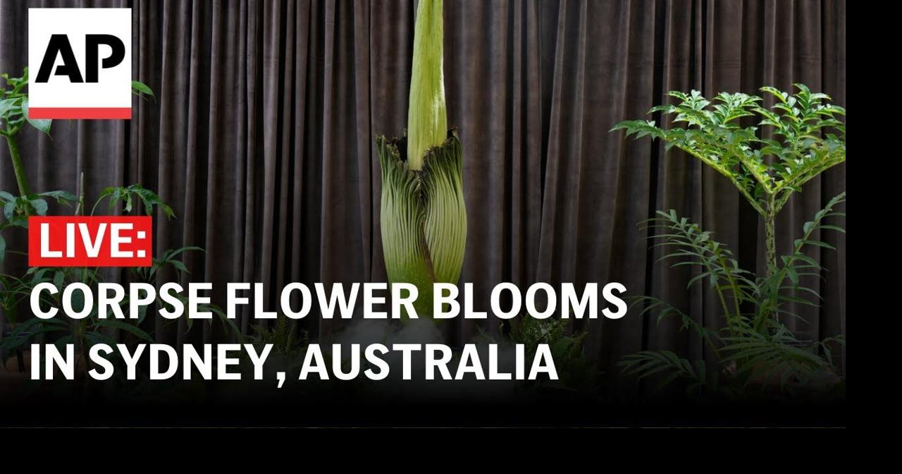 LIVE: Corpse flower blooms in Sydney, Australia | Ap Video ...