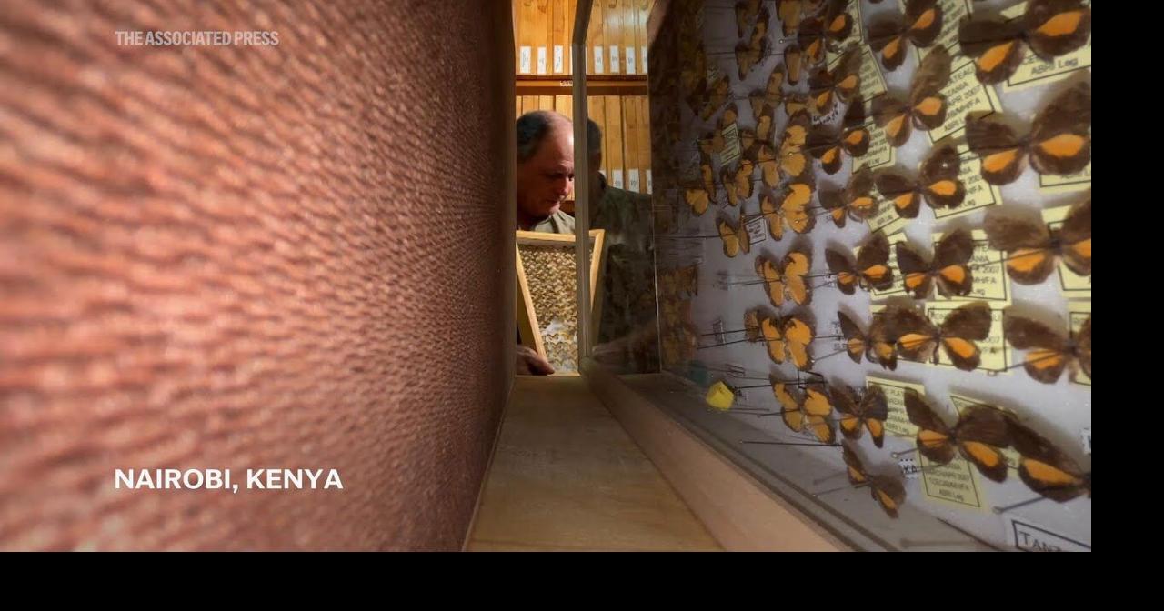 The butterfly collector with more than 4.2 million insects seeks a safe haven | Ap Video | lufkindailynews.com->すべての結果