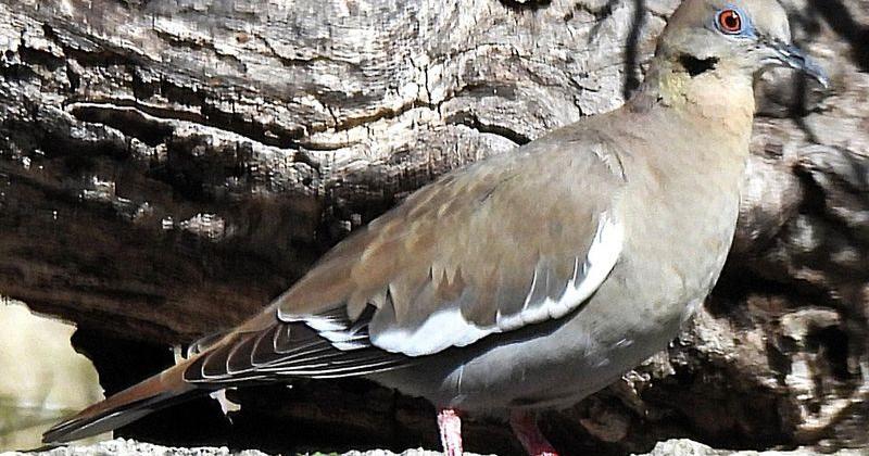 A white-winged dove is spotting in Bandera County. Doves, northern cardinals, orioles, grackles and many other species are often seen displaying and conducting courtship flights on or over roadways and highways.