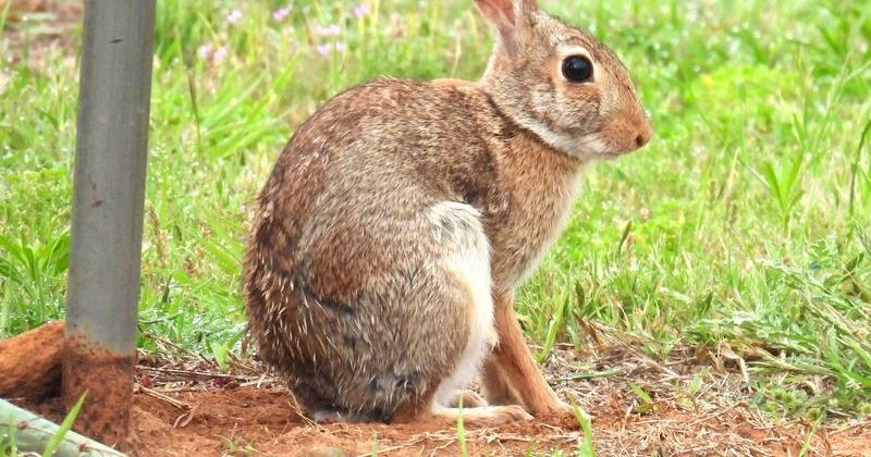 Highway and roadside ditches often support areas of lush vegetation, fruits, abundant seeds and water pools that deer, rabbits like this eastern cottontail, rodents and other animals favor, enticing them to forage on or near roadways.