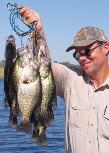 Crappie candy: Stanley's new mini-spinnerbait a magnet for hungry  papermouths, Sports