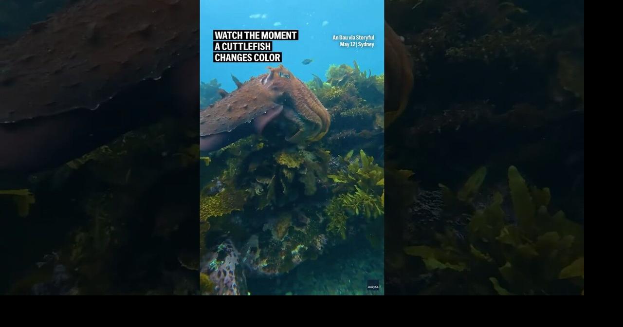 Watch the momenta cuttlefish changes color | Ap Video | lufkindailynews.com