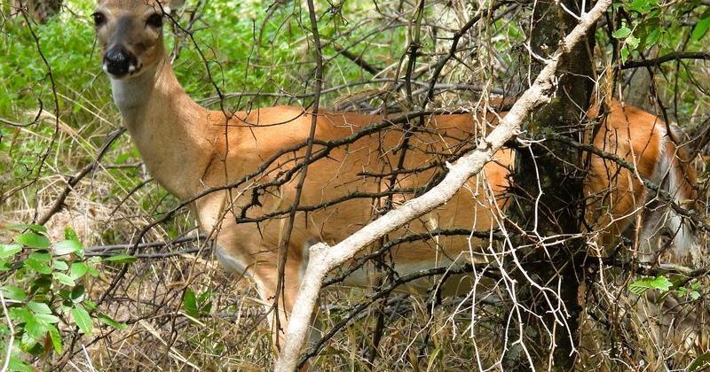 A white-tailed doe peers out from the brush at Fort Richardson State Park in Jacksboro. Estimates of large mammal collisions in Texas and Oklahoma, including white-tailed deer and feral pigs, are in the tens of thousands.
