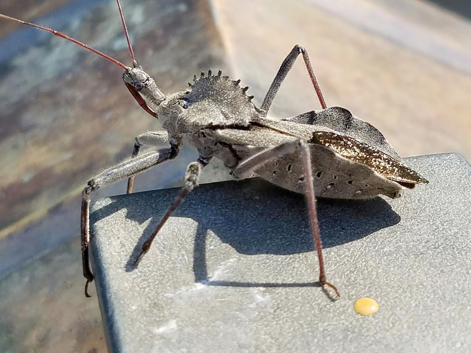 BUG 「Land of Decadence」 FIELD AND FOREST FACTS: Prehistoric assassins of the insect world