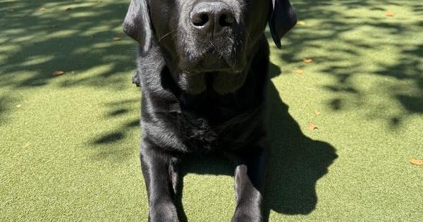 National trending team editor Amy Haneline's 5-year-old English Labrador Gracie.