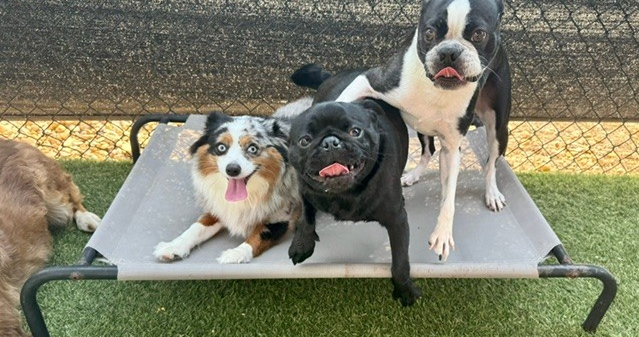 Retreat offers 'comfortable, fun' place for your pets | Local & State | lufkindailynews.com