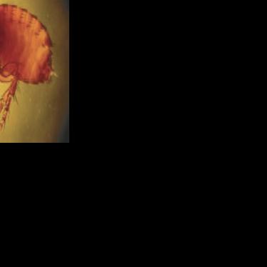 Flea infestation temporarily closes Nacogdoches County tax office