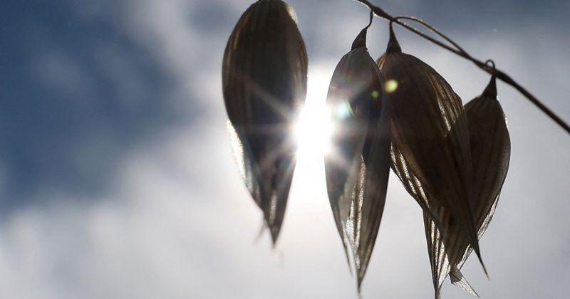 Cereal crop grows as drought conditions continue, near Andover