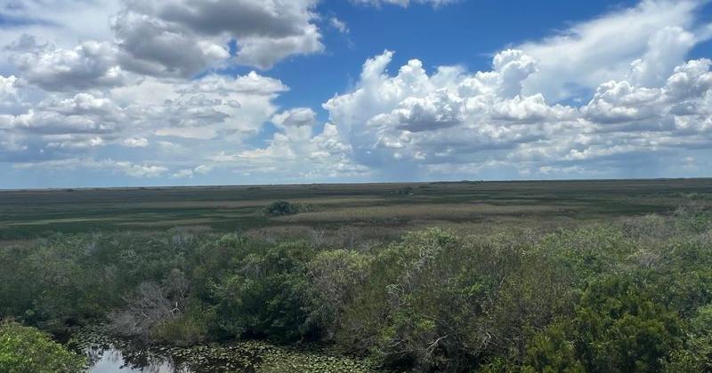 A view of the Shark River Valley prairie at Everglades National Park.