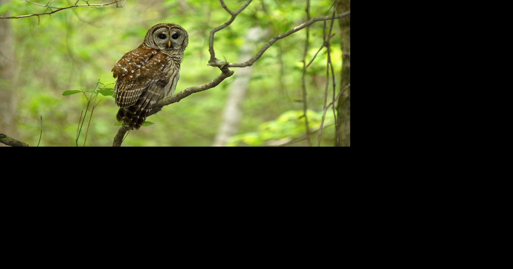 Birds of prey: Some upclose encounters with raptors that make their ...