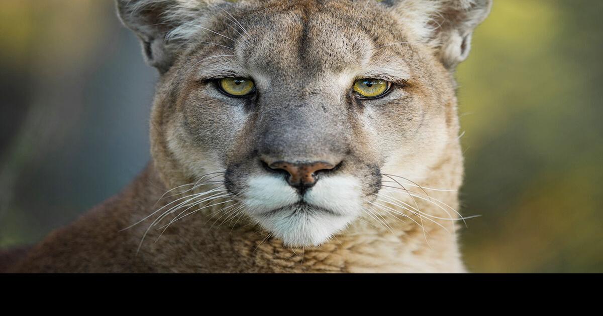 SFAs Friday Night Film Series to feature Deep in the Heart