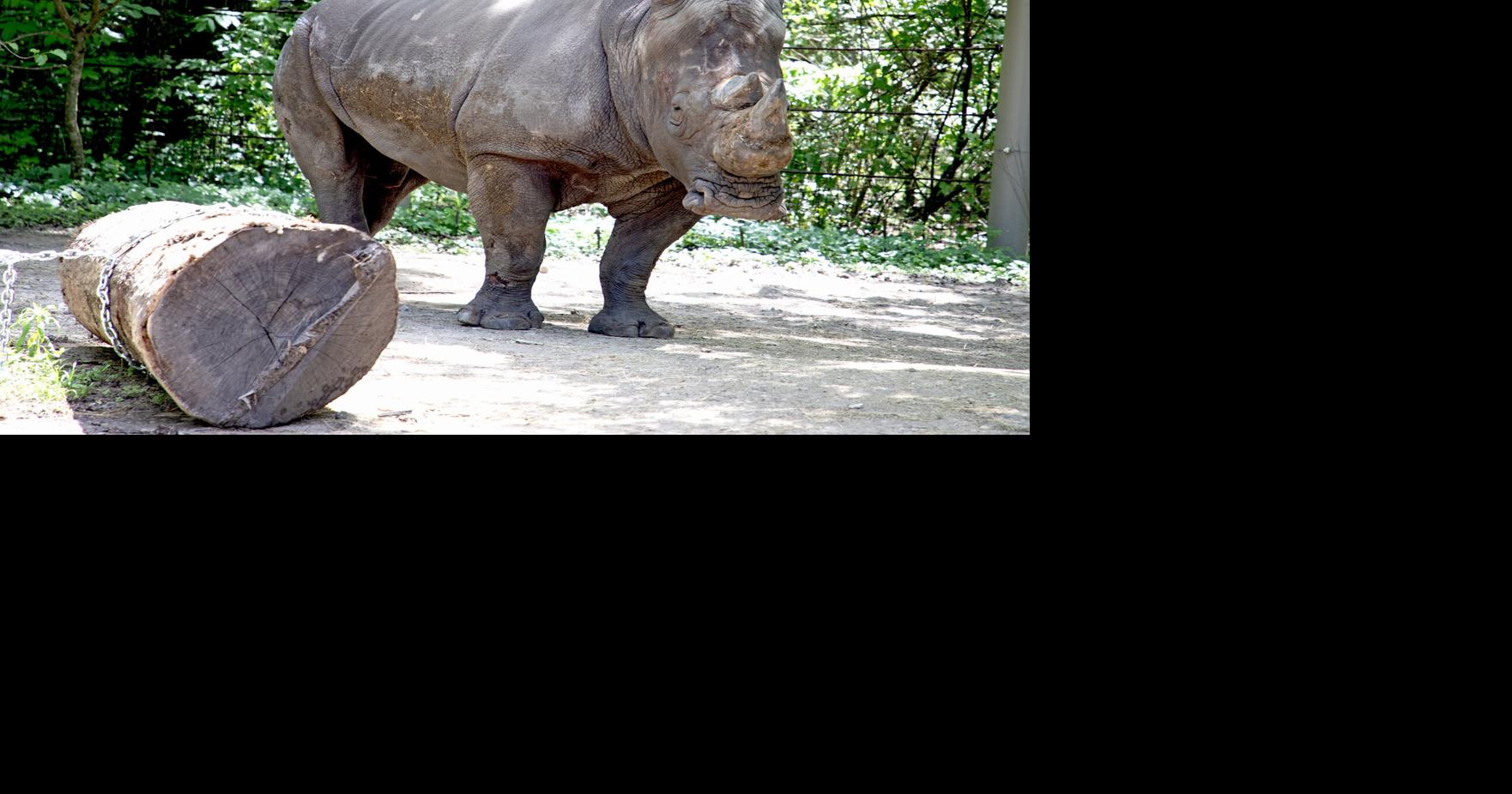 Southern white rhino now on exhibit at Ellen Trout Zoo | Local & State ...