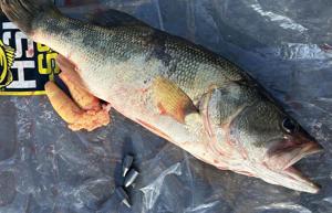 OUTDOORS BRIEFS: Lake Fork angler busted for weighing bass