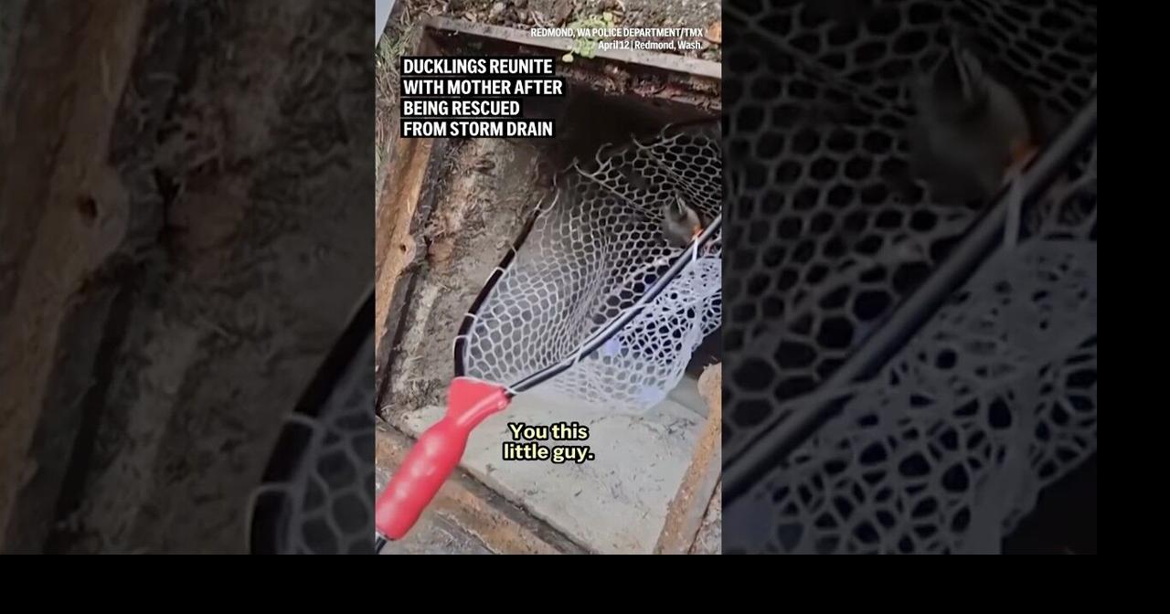 Ducklings reunite with mother after being rescued from storm drain | Ap ...