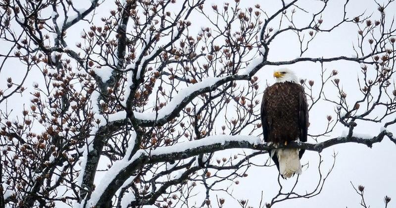 A bald eagle perches on a branch covered with snow during a winter storm in Nyack, New York