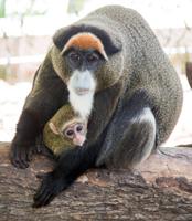 De Brazza's monkey is born at the Milwaukee County Zoo
