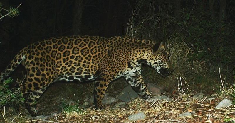 The Huachuca jaguar was first seen via trail camera in the Huachuca Mountains in 2016.