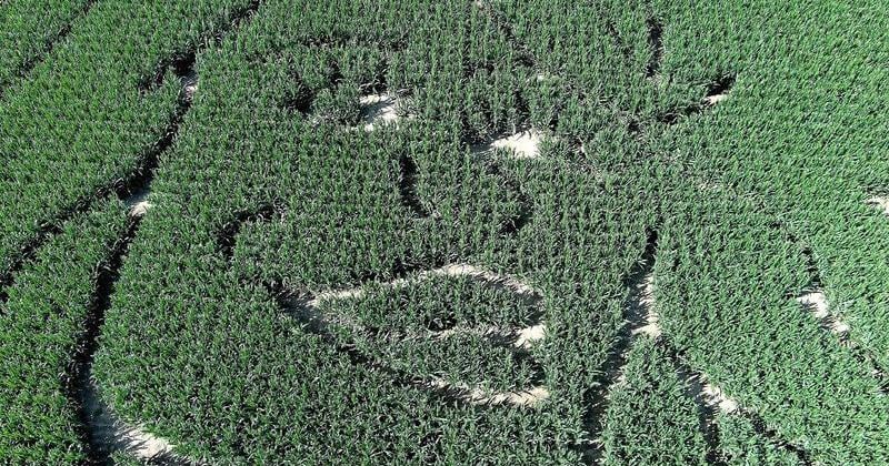The Dolly Parton corn maze at Happy Day Farm in Manalapan, NJ, is shown Wednesday, August 27, 2026.