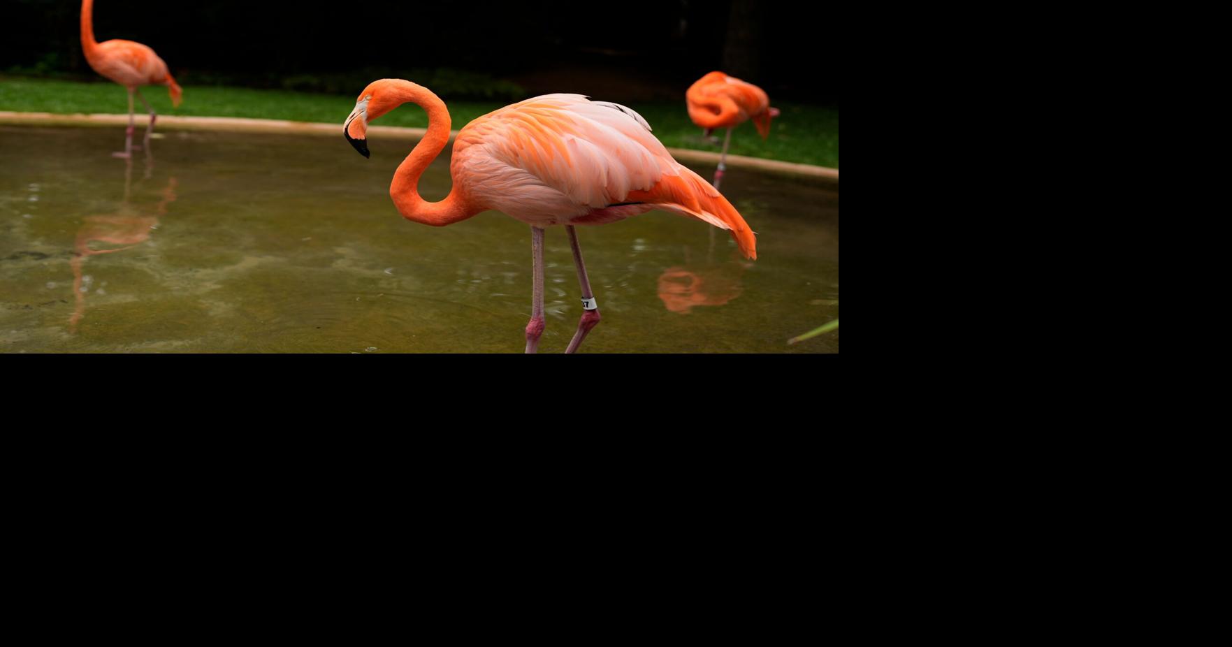 Nashville Zoo