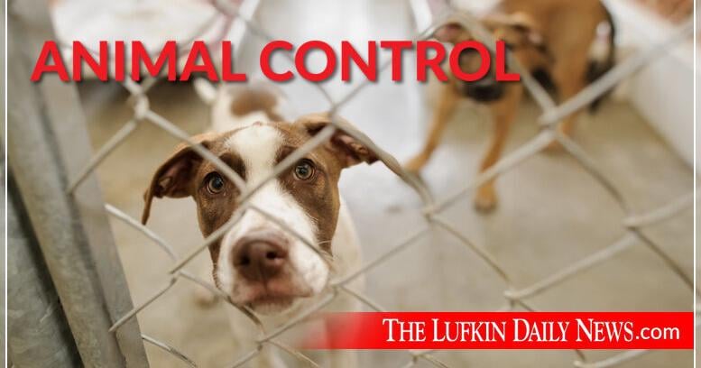 Kurth Memorial Animal Shelter temporarily closing due to cases of canine  distemper virus | Local & State 