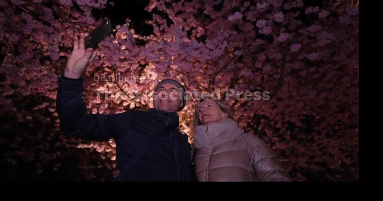 Spectacular cherry tree blossom attracts visitors day and night | Ap ...