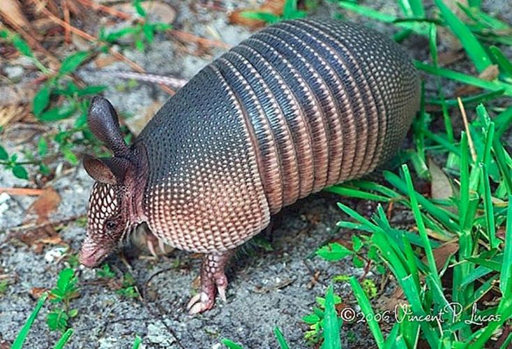 FIELD AND FOREST FACTS: Easily startled armadillos are really