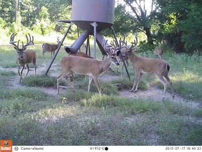 Patron Outdoors Lufkindailynews Com