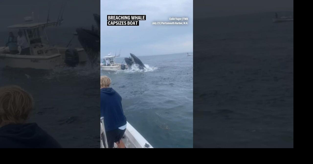 Breaching whale capsizes boat | Ap Video | lufkindailynews.com