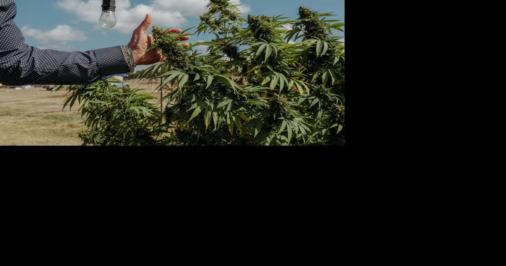 Bye-bye, bud: Texas will ban smokeable hemp cannabis on Tuesday. Here’s what you need to know.