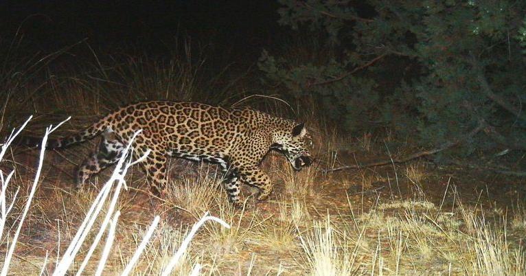 El Jefe was the first jaguar that the University of Arizona's Wild Cat Research and Conservation Center documented in 2012. He was seen roaming the Santa Rita Mountains.