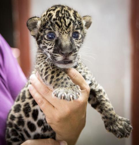 Young male jaguar at zoo recovering from life-threatening injury | Local &  State | lufkindailynews.com