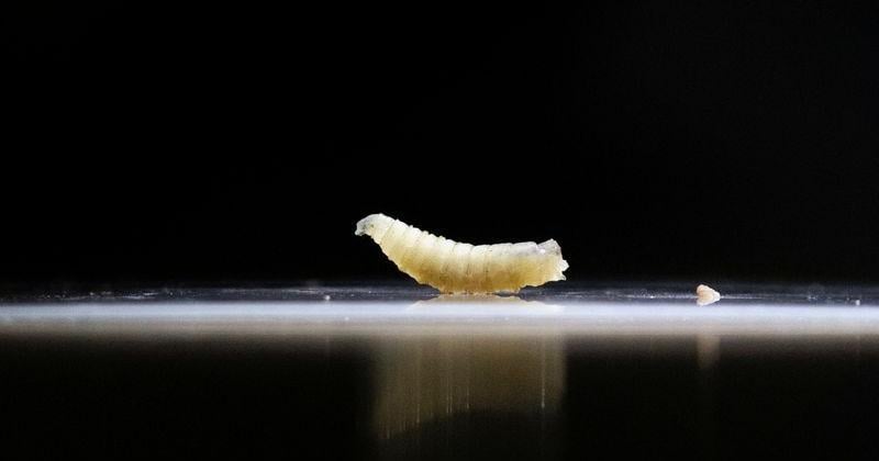 Screwworm infests US horse before port reopens to Mexican livestock By Tom Polansek Sep 17, 2026 3 hrs ago