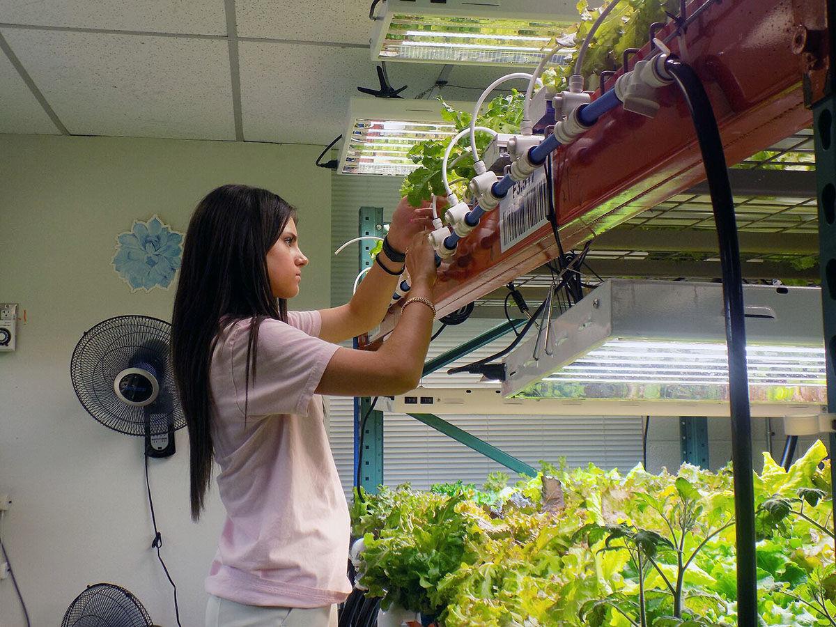 Students grow lettuce for entire school district at Hudson ISD Local