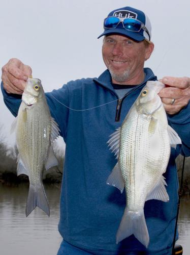White bass spawning run a major attraction on area rivers, creeks