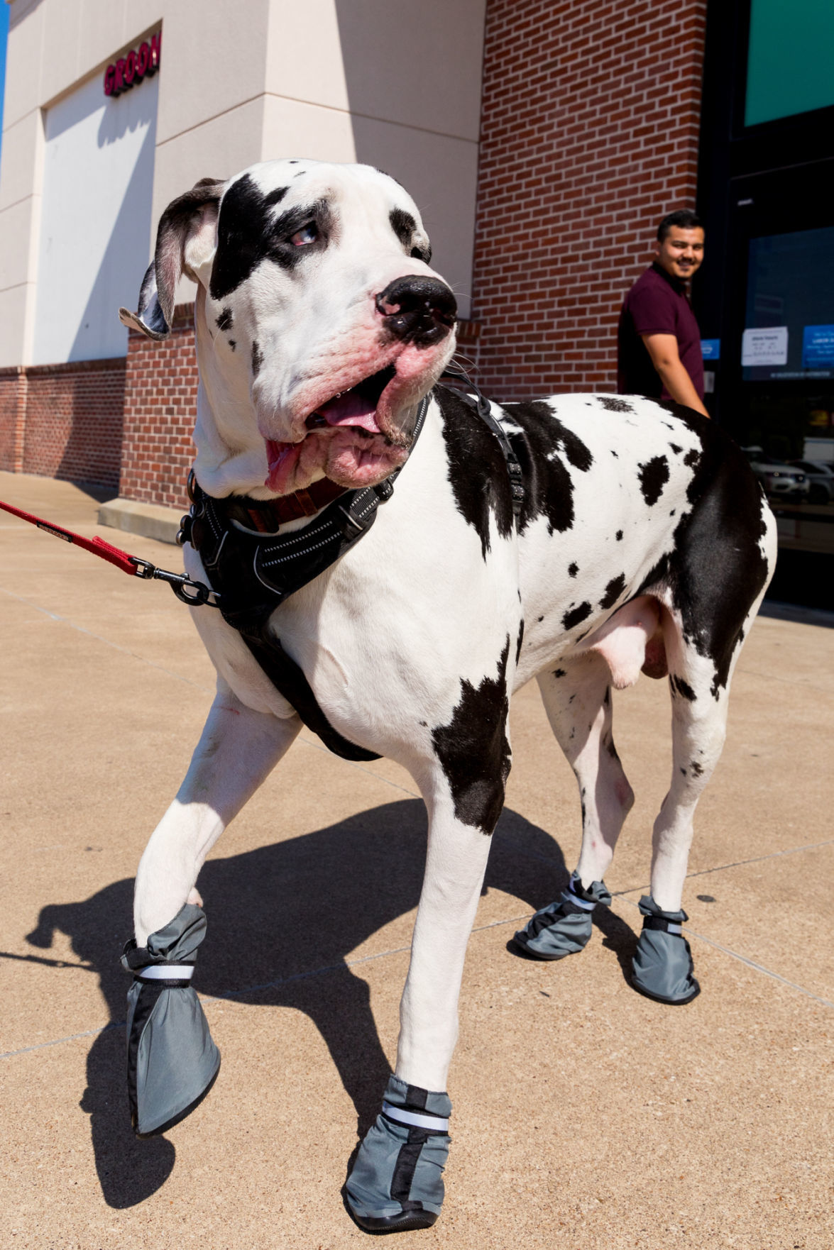 dog thermometer petsmart
