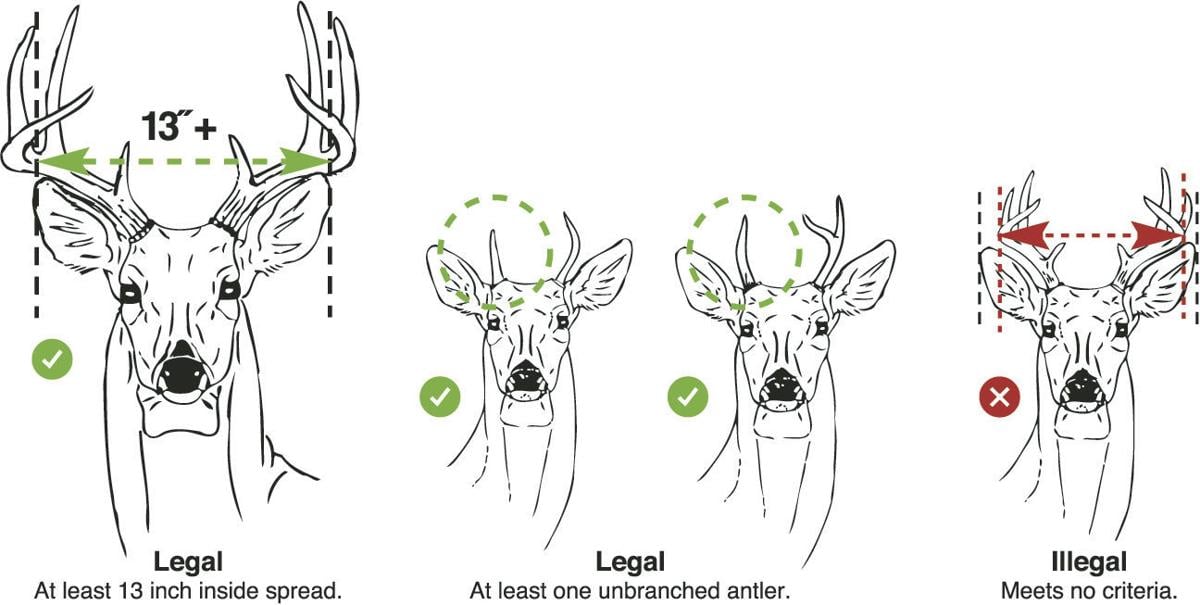 Antlered Issues ET hunters reminded of the 13inch rule as 2017 deer