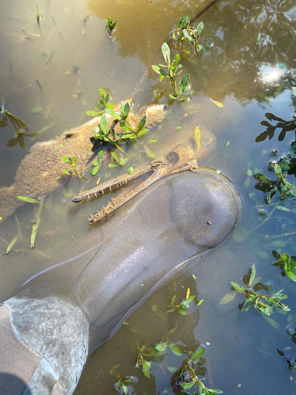 Still no evidence to explain mysterious fish kill