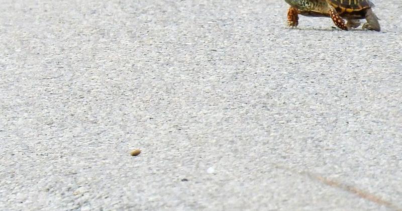 A western box turtle ventures across a roadway. Snakes, lizards and turtles are attracted to roadsides because of rodents, insects and other food, water and warmth.