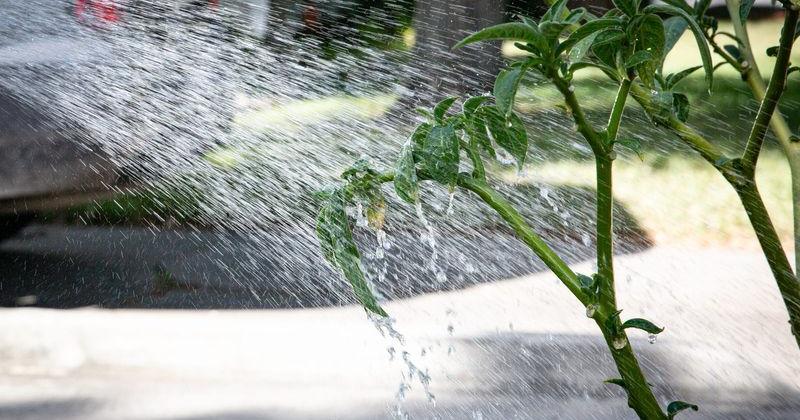 Watering by hand with a hose and shut-off nozzle is permitted anytime during Stage 1 drought restrictions in Corpus Christi.