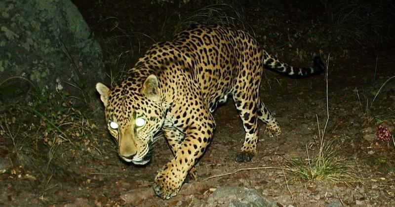The Chiricahua jaguar is the third most recent jaguar to be seen in Arizona since 2011. The University of Arizona's Wild Cat Research and Conservation Center detected him 50 times.