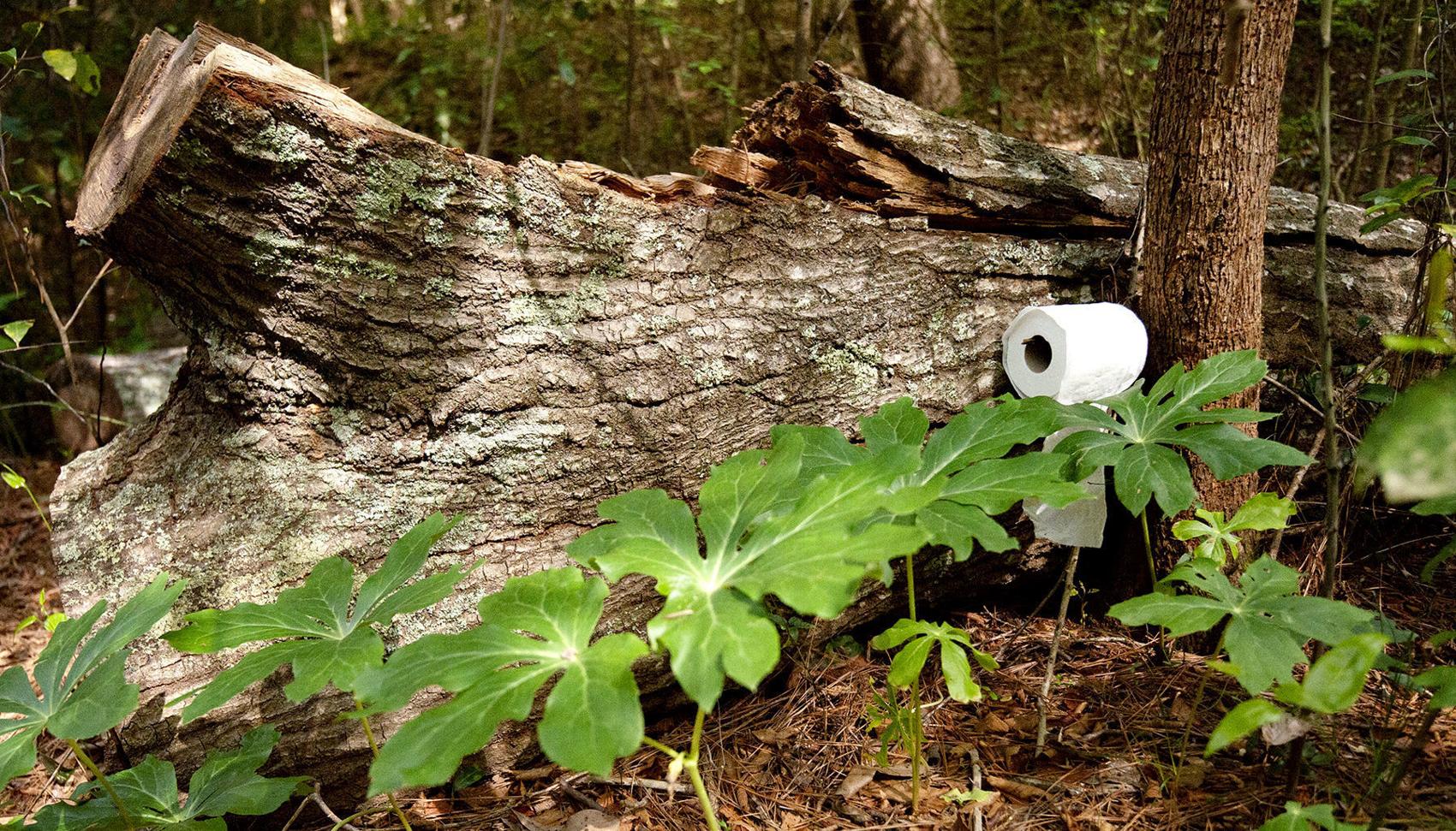 Toilet paper doesn’t grow on trees, but freerange alternatives exist